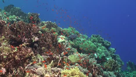 Korallenriffhang-Mit-Orangefarbenen-Rifffischen-Im-Roten-Meer