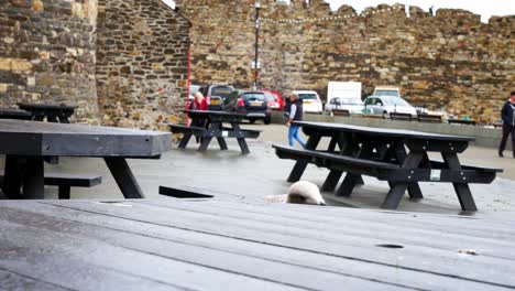 Cheeky-curious-grey-seagull-standing-on-Conwy-harbour-picnic-table-in-overcast-Autumn-marina