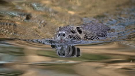 4K-wild-brown-coypu,-myocastor-coypus-in-its-natural-habitat,-paddling-on-a-smooth-water-with-reflective-surface-toward-the-camera---cinematic-close-up-shot