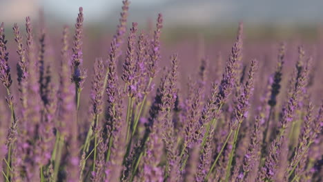 Close-up-on-lavender-field-blooming-purple-flowers