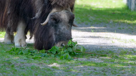 Close-up-shot-of-wild-Muskox-Ovibos-Moschatus-eating-fresh-green-leaves-outdoors---4K-prores-footage-of-animal-in-sunlight