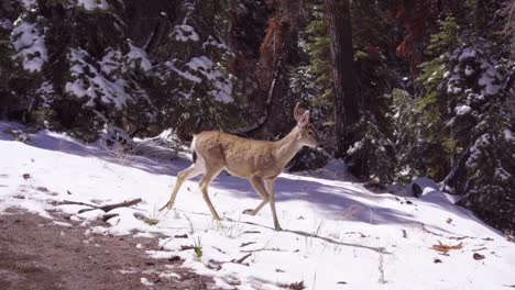 Young-Deer-Sniffing-and-Looking-at-Camera-in-Snow