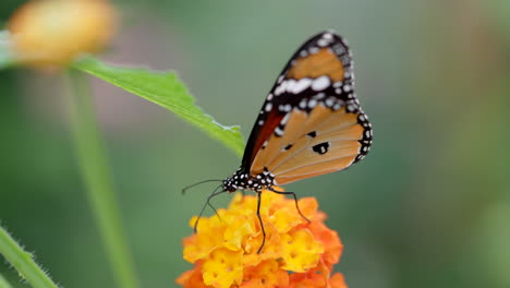 Wunderschöner-Monarchfalter-Mit-Orangefarbenen-Flügeln-Und-Weiß-Geflecktem-Körper,-Der-Auf-Orange-Blühenden-Blütenblättern-In-Der-Wildnis-Ruht,-Makroaufnahme