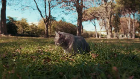 Eine-Süße-Katze-Sitzt-Morgens-Auf-Dem-Gras-Im-Park,-Grande-Mottes,-Frankreich