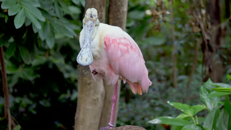 Close-up-shot-of-tropical-Roseate-Spoonbill-in-nature-of-Africa