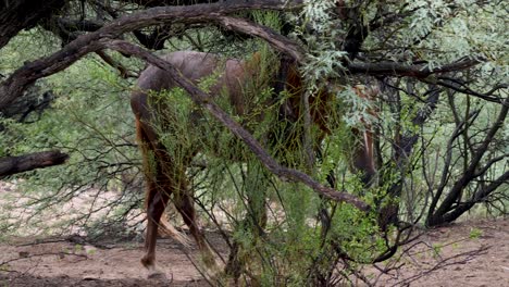 A-scarred-horse-walks-through-a-mesquite-tree-grazing-as-they-go