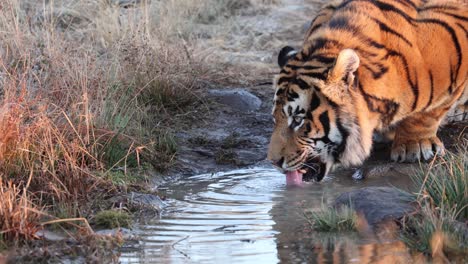 Nahaufnahme-Eines-Durstigen-Orangefarbenen-Bengal-Tigers,-Der-Aus-Einem-Schlammigen-Teich-Trinkt
