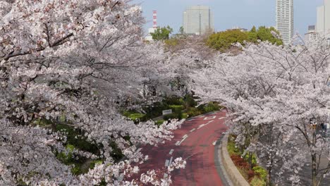 La-Mejor-Flor-De-Cerezo-En-Tokio