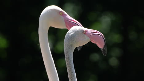 Niedliches-Flamingo-Paar,-Das-Sich-An-Sonnigen-Tagen-Draußen-In-Der-Wildnis-Ausruht,-Nahaufnahme-–-Hochwertige-4K-Aufnahme-Von-Prores
