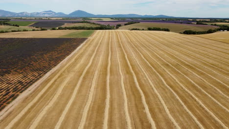 Harvested-grain-wheat-field-agriculture-farm-aerial-view