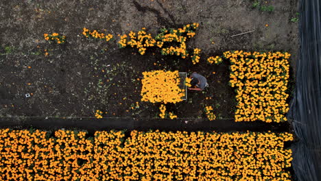 Drohnenaufnahme-Eines-Bauern,-Der-Blumen-Im-Xochimilco-See-Sammelt