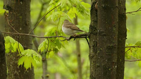 A-single-Bicknell's-Thrush,-Catharus-bicknelli,-sits-on-a-branch-of-a-maple-tree-listening-for-others