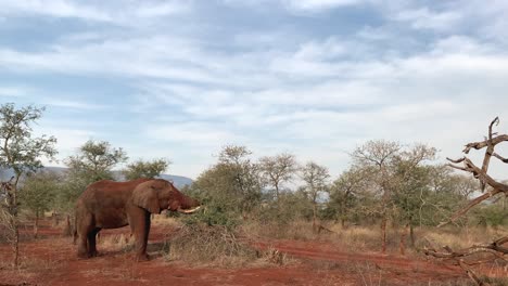 Elefante-Grande-Come-Ramas-De-Acacia-En-La-Sabana-Africana