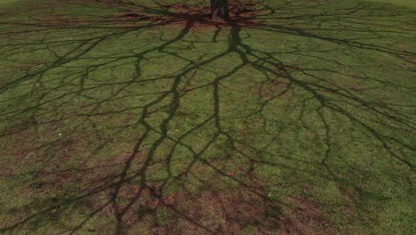 Shadows-of-tree-branches-casted-along-the-green-grass