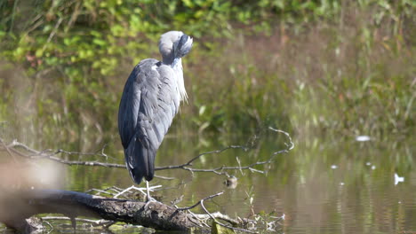 Close-up-shot-of-wild-grey-Heron-perched-on-branch-at-lake-and-observing-area-during-sunlight