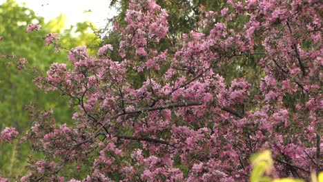 4K-idyllic-spring-landscape-of-pink-blossom,-birds-foraging-around-for-nectars-at-daytime,-static-shot