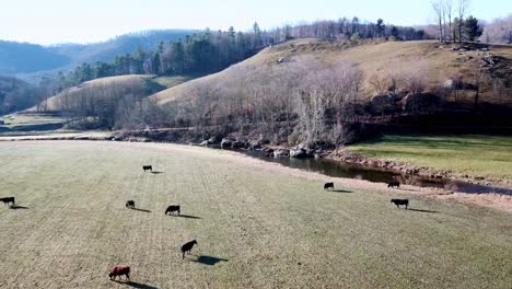 Rinder-Auf-Einem-Bauernhoffeld-In-Der-Nähe-Von-Boone-And-Blowing-Rock,-North-Carolina,-North-Carolina