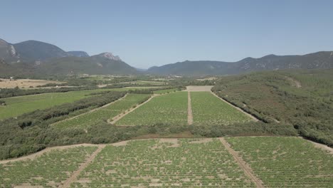 Aerial-view-of-vineyard-grape-vines-in-Pyrenees-Orientales-region