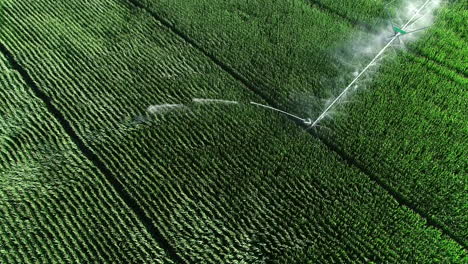 Agricultural-irrigation-system-watering-a-green-corn-field