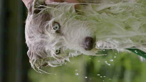 VERTICAL---Washing-the-family-dog,-a-husky-bearded-collie-on-a-summers-day