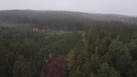 Aerial-forward-view-of-a-pine-tree-forest