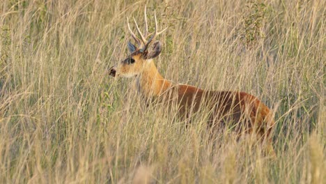 Wild-marsh-deer,-blastocerus-dichotomus-camouflaged-in-its-natural-habitat,-observing,-listening-and-paying-attention-to-its-surroundings-at-pantanal-brazil,-wildlife-close-up-shot