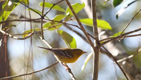Pine-warbler-bird-perched-in-a-tree