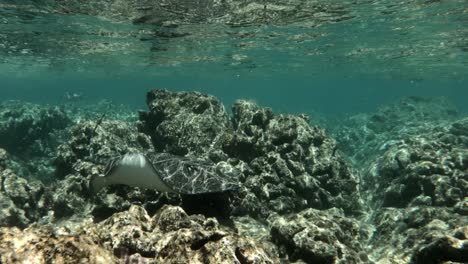 Ein-Schwarm-Rifffische-Schwimmt-Unter-Wasser-Direkt-über-Dem-Korallenriff