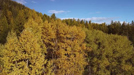 Scenic-autumn-trees-next-to-the-lake-on-a-sunny-day,-drone-elevator-shot
