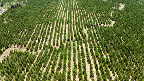 Young-pine-trees-planted-in-long-rows,-reforestation-in-New-Zealand