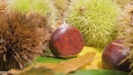 Reveal-shot-of-traditional-ripe-and-unripe-fall-chestnuts