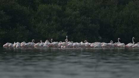 Migratory-birds-Greater-Flamingos-wandering-in-mangroves-at-low-tide-in-Bahrain