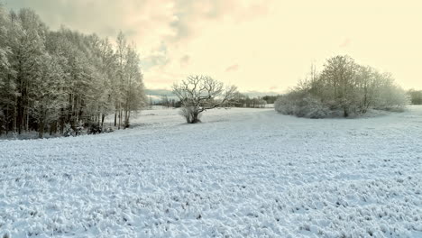 Luftbild,-Das-An-Einem-Sonnigen-Morgen-über-Schneebedeckte-Wälder-Und-Die-Umliegenden-Gebiete-Mit-Weißem-Schnee-Geschossen-Wurde
