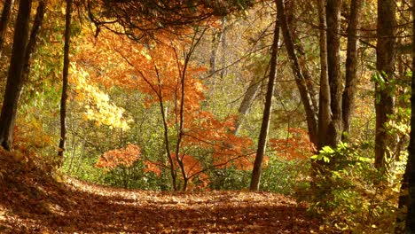 Herbstwald-Natur