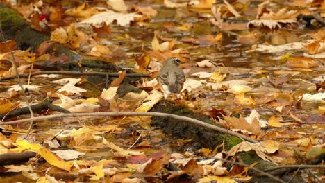 Brauner-Kleiner-Vogel,-Der-Mit-Trockenen-Herbstahornblättern-Herumspielt