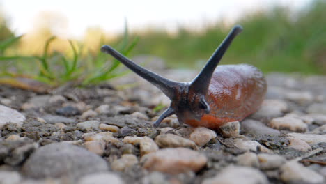 Close-up-of-wild-red-Slug-with-large-antennas-crawling-on-pebbly-ground-in-nature---Detail-shot-of-Head---European-Ariom-Rufus-Animal