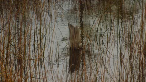 Stump-in-a-pond-with-yellow-grass