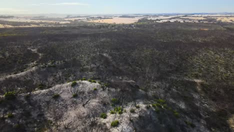 Rebrote-Después-De-Incendios-Forestales-Australia,-Isla-Canguro