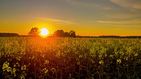 Sunset-above-rural-land-filled-with-yellow-canola-oil-flowers,-Latvia
