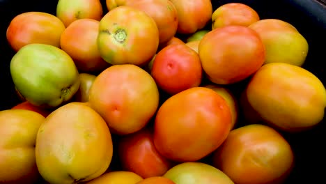 A-pile-of-freshly-picked-delicious-organic-red-and-orange-tomatoes-picked-from-the-garden-and-ready-for-the-market,-closeup