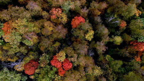 Von-Oben-Nach-Unten-Luftaufnahme-Eines-Waldes-In-Wunderschönen-Herbstfarben-Rot-Und-Orange