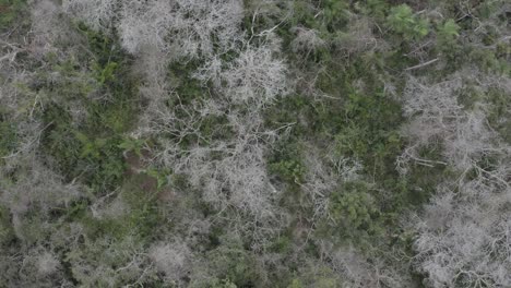 90-Grad-Nach-Unten-Gerichtete-Drohne-Von-Sich-Erholender-Vegetation-Nach-Bränden-Im-Pantanal