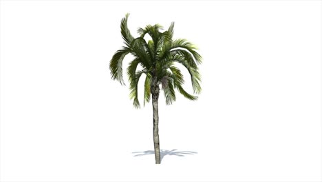 Coconut-palm-tree-moving-in-the-wind-on-white-background-with-alpha-matte