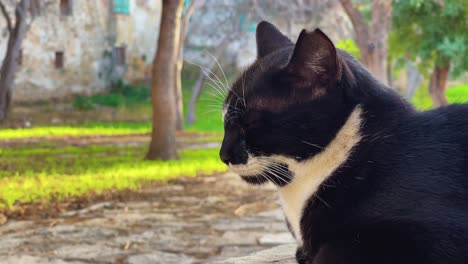 Nahaufnahme-Einer-Schwarz-weiß-Sterilisierten-Katze-In-Larnaca,-Zypern