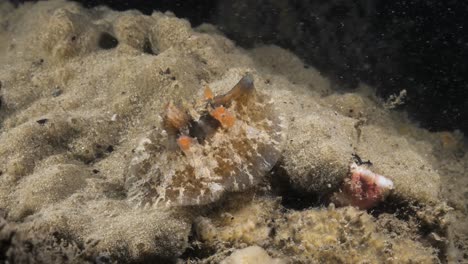 Marine-science-observation-of-the-sea-snail-species-Velutinid-slowly-rotating-on-a-soft-coral-sponge