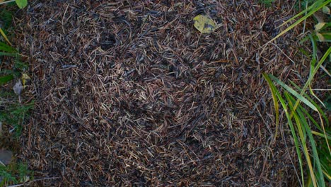 Anthill-from-above-in-the-grass-close