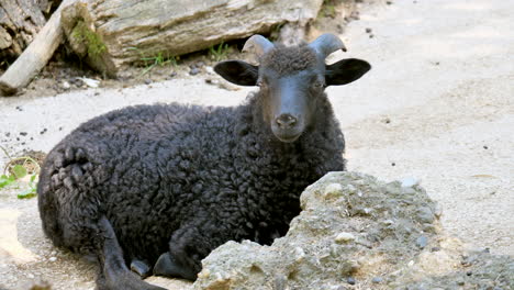 Close-up-shot-of-black-sheep-lying-on-ground-in-nature-and-looking-at-camera---Beautiful-sunny-day-in-wilderness