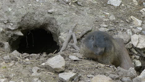 Close-up:-Cute-Groundhog-eating-snack-outdoors-in-front-of-own-home-cave-in-wilderness---prores-422-hq-shot