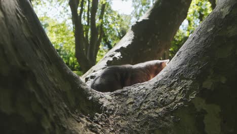 A-cat-is-sitting-on-a-big-tree-in-the-forest-on-a-sunny-day,-Montpellier-France