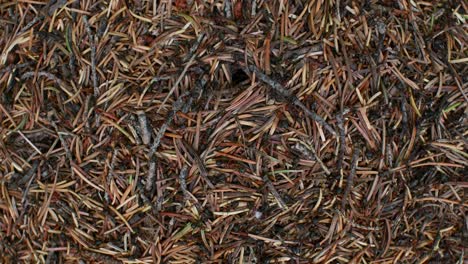 Anthill-with-ants-from-above-busy